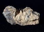 Crinoide non det. - Bild © FossNet FossilienStore